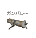 柳原家の猫たち（個別スタンプ：39）