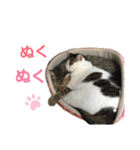 柳原家の猫たち（個別スタンプ：40）