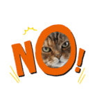うちの猫( ^ω^ )（個別スタンプ：1）