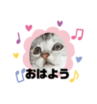 うちの猫( ^ω^ )（個別スタンプ：3）