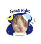 うちの猫( ^ω^ )（個別スタンプ：4）