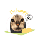 うちの猫( ^ω^ )（個別スタンプ：5）