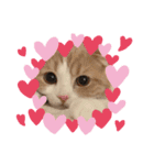 うちの猫( ^ω^ )（個別スタンプ：8）
