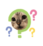 うちの猫( ^ω^ )（個別スタンプ：11）