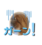 うちの猫( ^ω^ )（個別スタンプ：13）