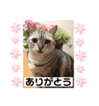 うちの猫( ^ω^ )（個別スタンプ：15）