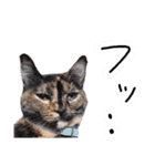 サビ猫のみーこスタンプその3（個別スタンプ：2）