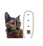 サビ猫のみーこスタンプその3（個別スタンプ：5）