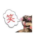 サビ猫のみーこスタンプその3（個別スタンプ：6）