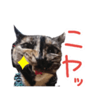 サビ猫のみーこスタンプその3（個別スタンプ：7）