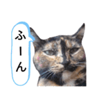 サビ猫のみーこスタンプその3（個別スタンプ：8）