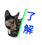 サビ猫のみーこスタンプその3（個別スタンプ：10）