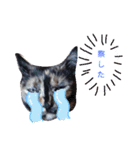 サビ猫のみーこスタンプその3（個別スタンプ：11）