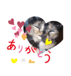 サビ猫のみーこスタンプその3（個別スタンプ：14）