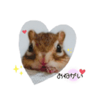 しまりすノアの日常スタンプ②（個別スタンプ：1）
