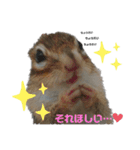 しまりすノアの日常スタンプ②（個別スタンプ：3）