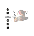 しまりすノアの日常スタンプ②（個別スタンプ：10）