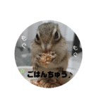 しまりすノアの日常スタンプ②（個別スタンプ：12）