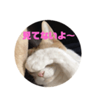 ネコですけどなにか？（個別スタンプ：3）