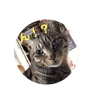 ネコですけどなにか？（個別スタンプ：4）