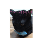 ネコですけどなにか？（個別スタンプ：7）