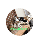ネコですけどなにか？（個別スタンプ：8）