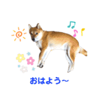 柴犬ユキチ（個別スタンプ：1）
