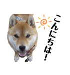 柴犬ユキチ（個別スタンプ：2）