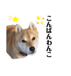 柴犬ユキチ（個別スタンプ：3）