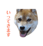 柴犬ユキチ（個別スタンプ：4）