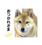 柴犬ユキチ（個別スタンプ：5）