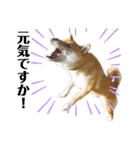 柴犬ユキチ（個別スタンプ：6）