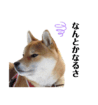 柴犬ユキチ（個別スタンプ：7）