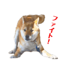 柴犬ユキチ（個別スタンプ：8）