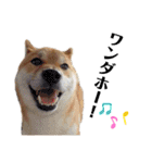 柴犬ユキチ（個別スタンプ：9）