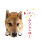 柴犬ユキチ（個別スタンプ：10）