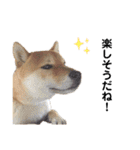 柴犬ユキチ（個別スタンプ：11）