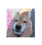 柴犬ユキチ（個別スタンプ：12）