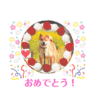 柴犬ユキチ（個別スタンプ：13）