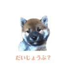柴犬ユキチ（個別スタンプ：14）