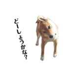 柴犬ユキチ（個別スタンプ：16）