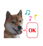 柴犬ユキチ（個別スタンプ：17）