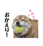 柴犬ユキチ（個別スタンプ：18）