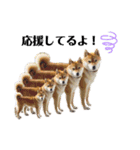 柴犬ユキチ（個別スタンプ：19）