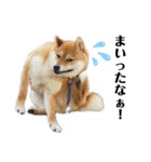 柴犬ユキチ（個別スタンプ：20）