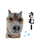 柴犬ユキチ（個別スタンプ：21）