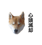 柴犬ユキチ（個別スタンプ：22）