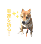 柴犬ユキチ（個別スタンプ：23）