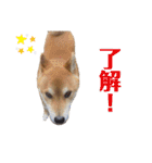 柴犬ユキチ（個別スタンプ：24）