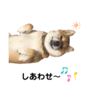 柴犬ユキチ（個別スタンプ：25）